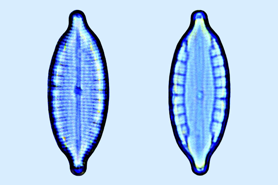 Mastogloia ignorata