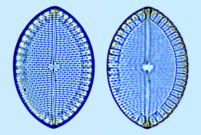 Mastogloia ovum paschale