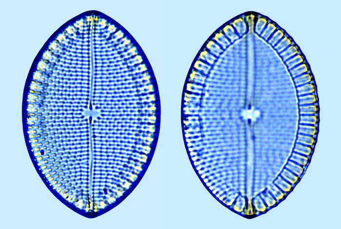 Mastogloia ovum paschale