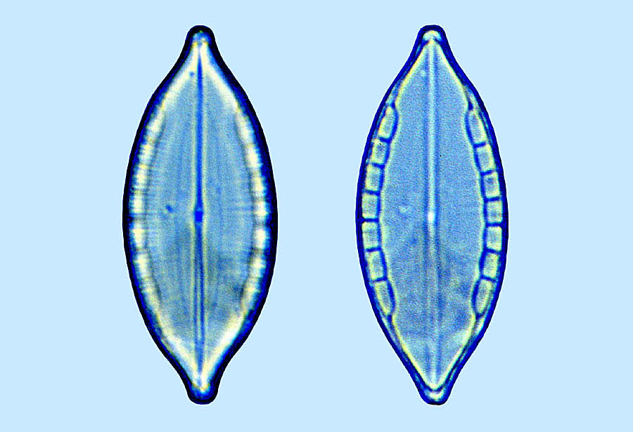 Mastogloia pisciculus