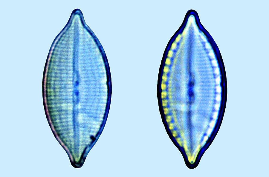 Mastogloia T