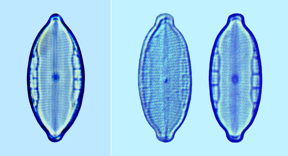 Mastogloia acutiuscula