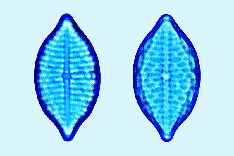 Mastogloia affinis