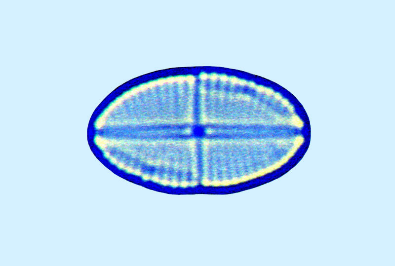 Mastogloia crucicula var alternans