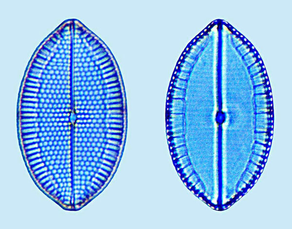 Mastogloia angulata