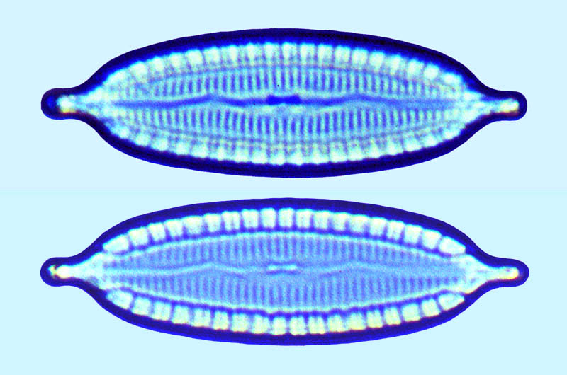 Mastogloia corsicana