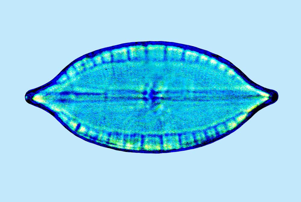 Mastogloia foliolum