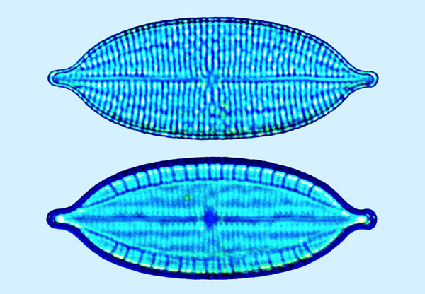 Mastogloia graciloides