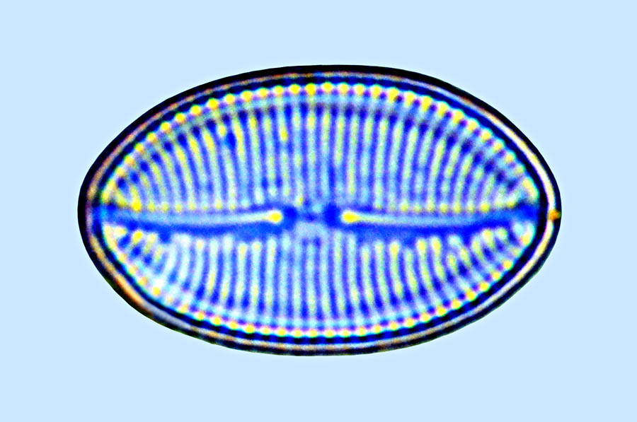 Navicula F