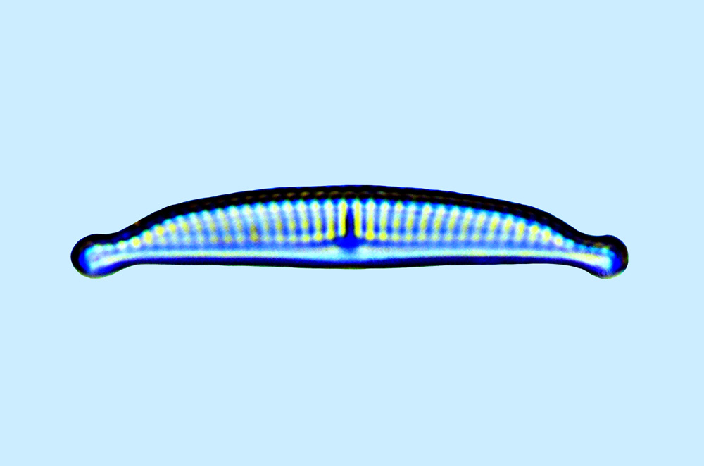 Amphora T