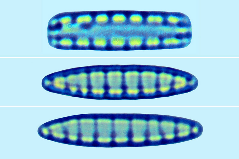 Denticula subtilis