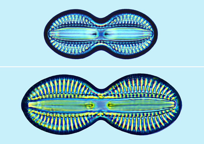 Diploneis interrupta