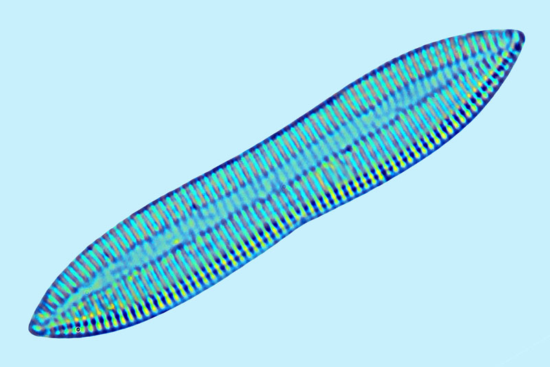 Saumatdeux Nitzschia constricta