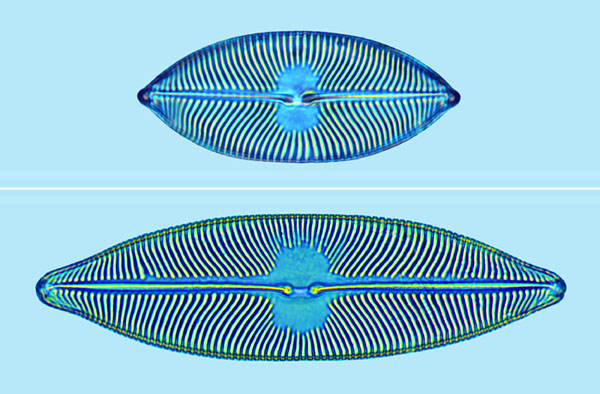 Saumatdeux Pinnuavis elegans