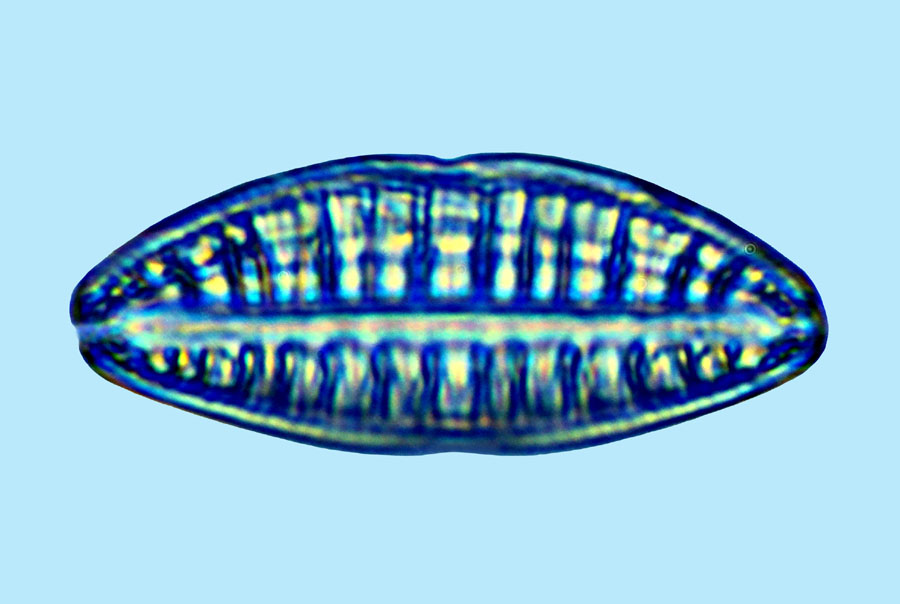 Saumatdeux Rhopalodia musculus