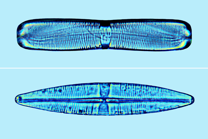 Saumatdeux Stauroneis dubitabilis