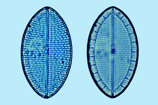 Mastogloia ovum paschale