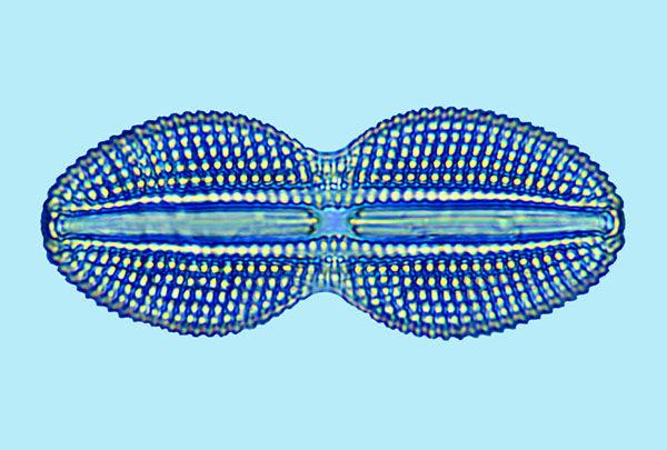 Diploneis didyma