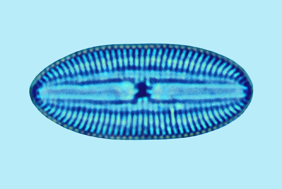 Diploneis papula