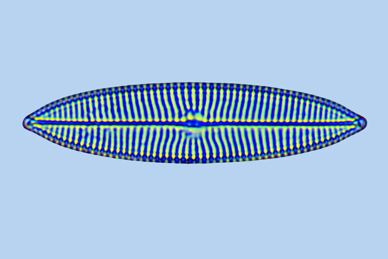 Diamagal navicula johannrossii