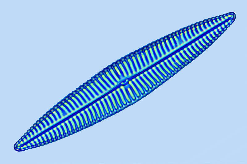 Diamagal navicula longa