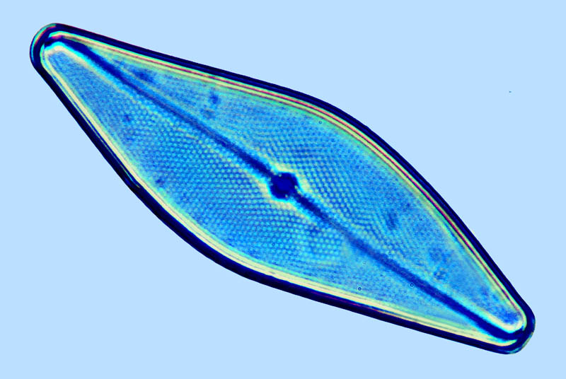 Pleurosigma nicobaricum