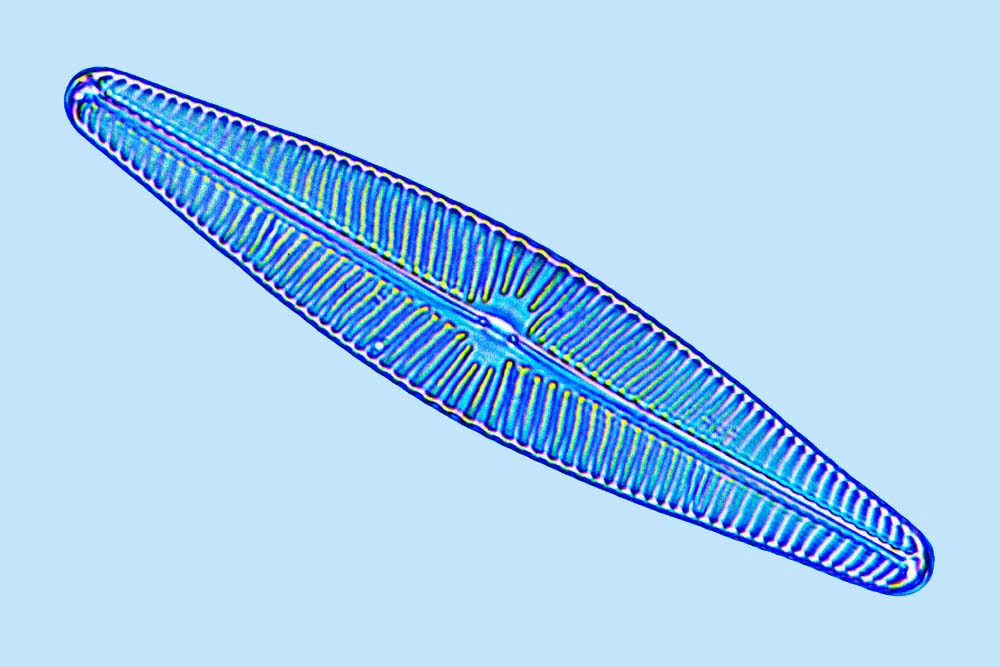 Navicula peregrina