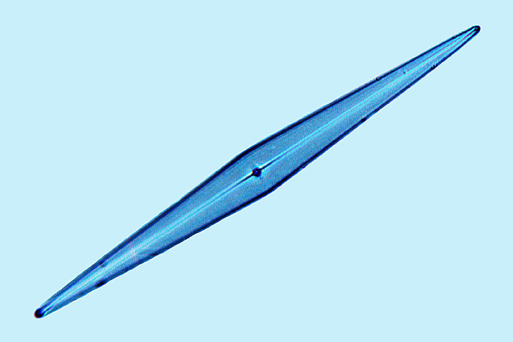 Pleurosigma intermedium