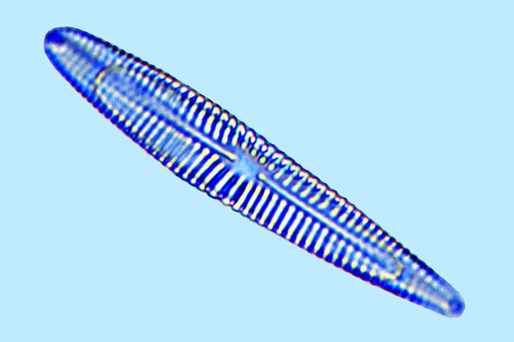 Rhoicosphenia abbreviata