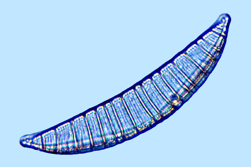 Rhopalodia musculus