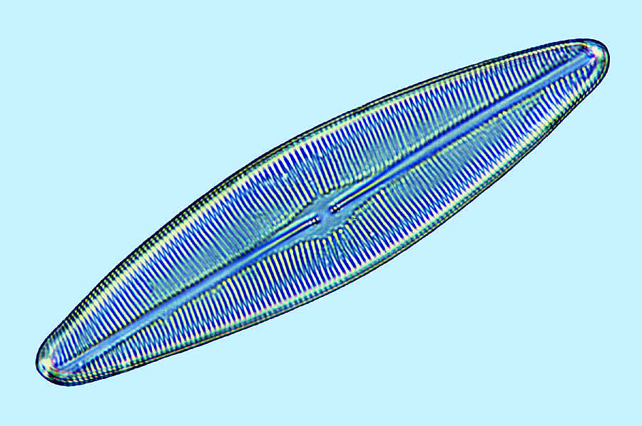 Scolioneis tumida