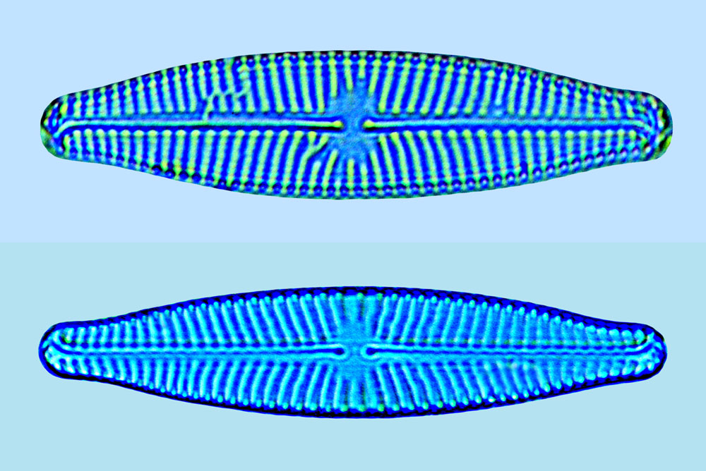 Navicula sleviscensis