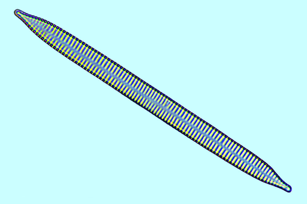 Mediolittoral Synedra ulna