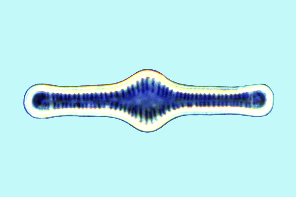 Mediolittoral Tabellaria fenestrata