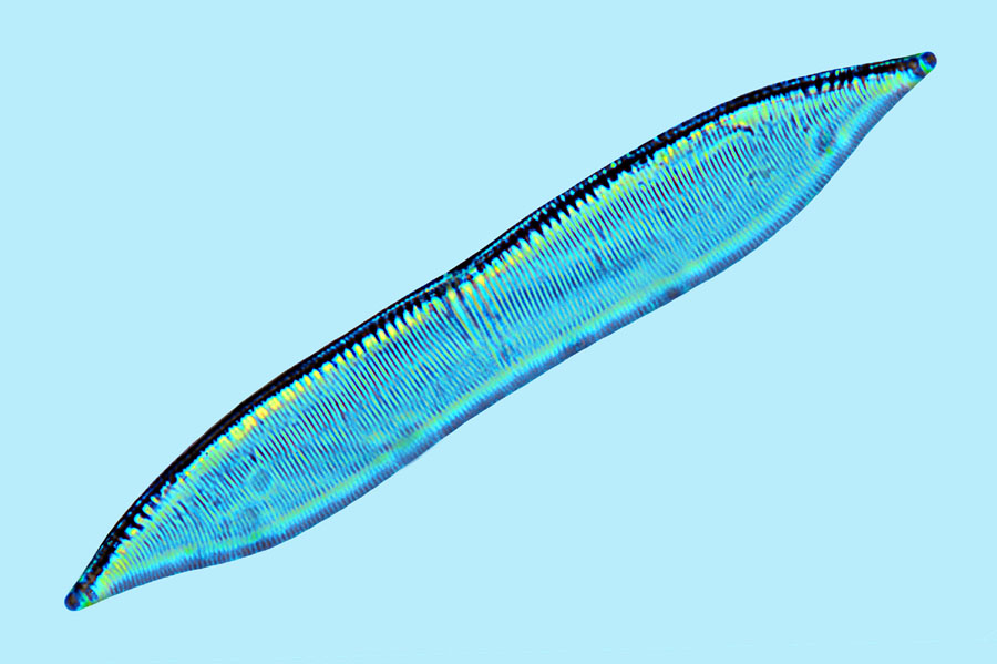 Mediolittoral Actinoptychus splendens