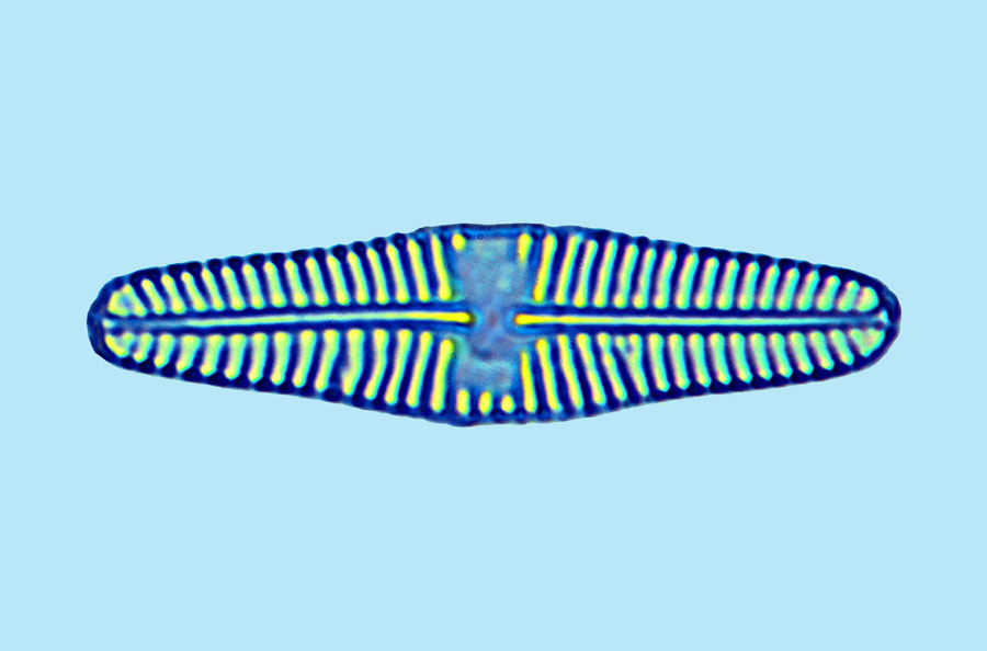 Mediolittoral Surirella ovata