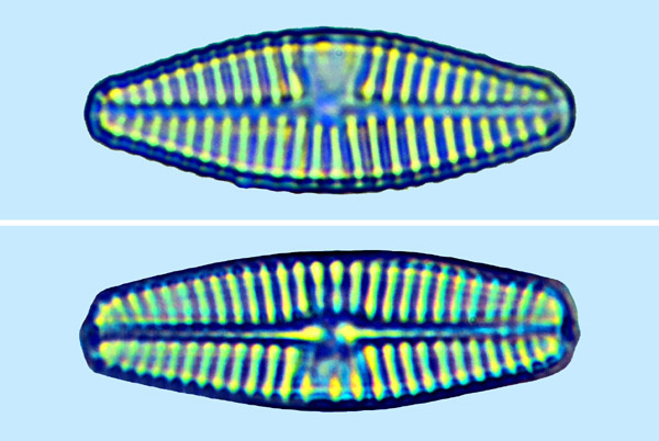 Mediolittoral Stauroneis anceps