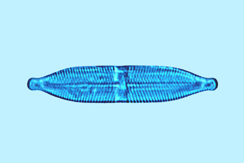 Mediolittoral Stauroneis anceps