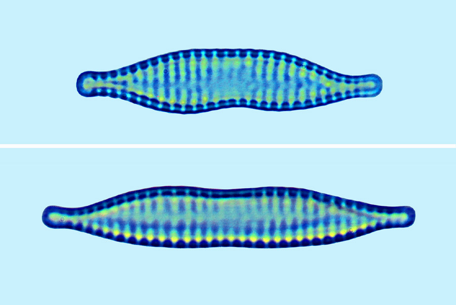 Pinnularia divergens