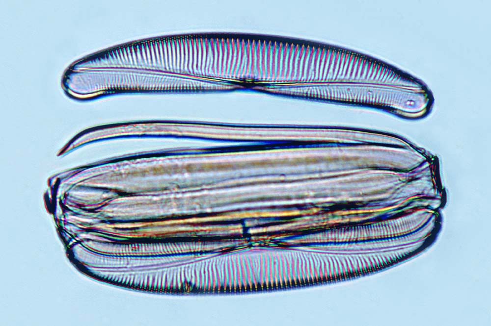 Amphora Amphora spectabilis