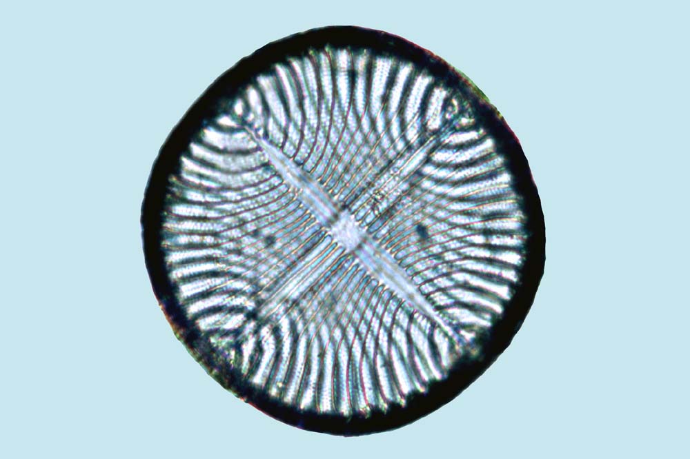 Campylodiscus decorus
