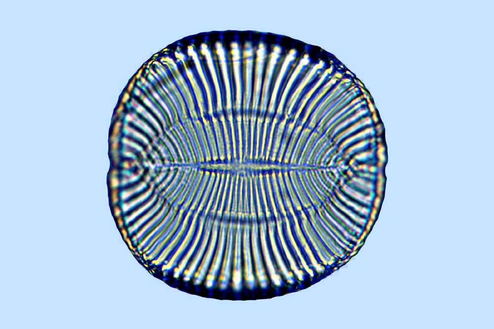 Campylodiscus impressus