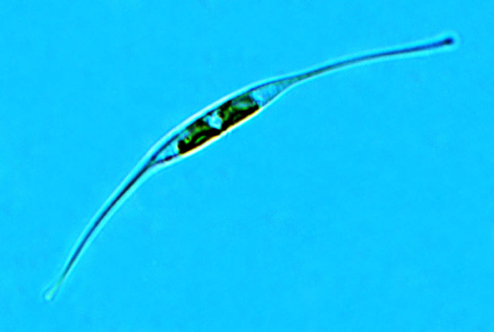 Cylindrotheca closterium