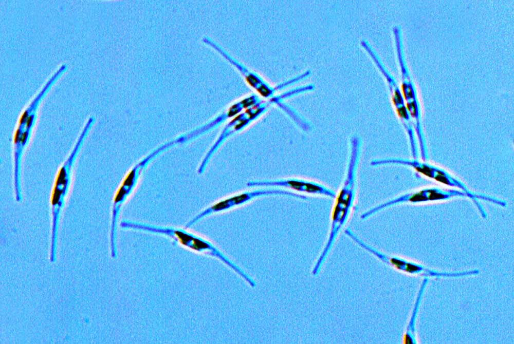 Cylindrotheca closterium