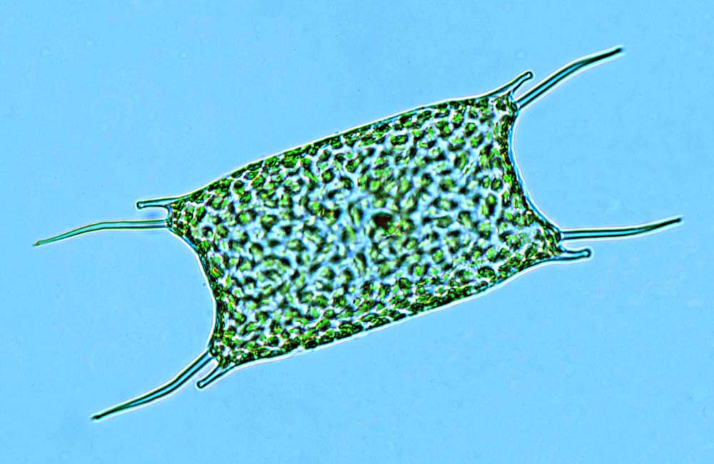 Plancton Actinocyclus octonarius