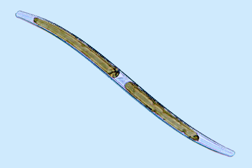 Saumatdeux Nitzschia sigmoidea