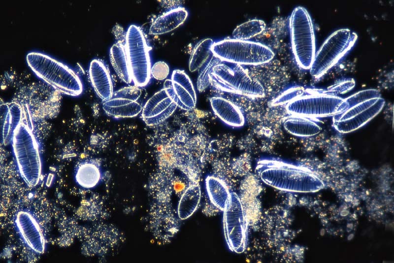 Mediolittoral Petrodictyon gemma