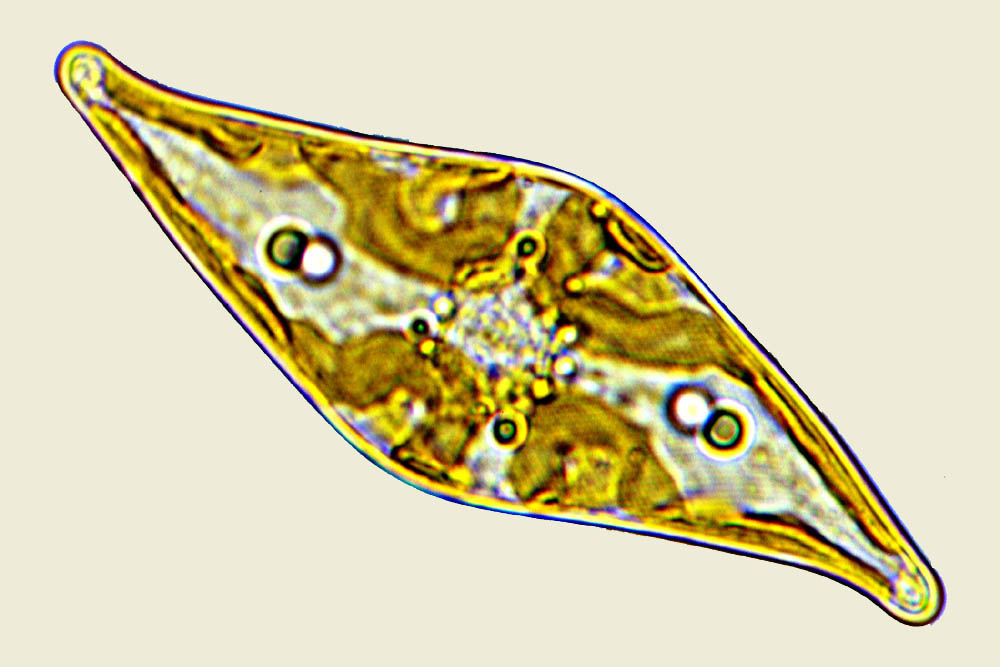 Mediolittoral Pleurosigma estuarii