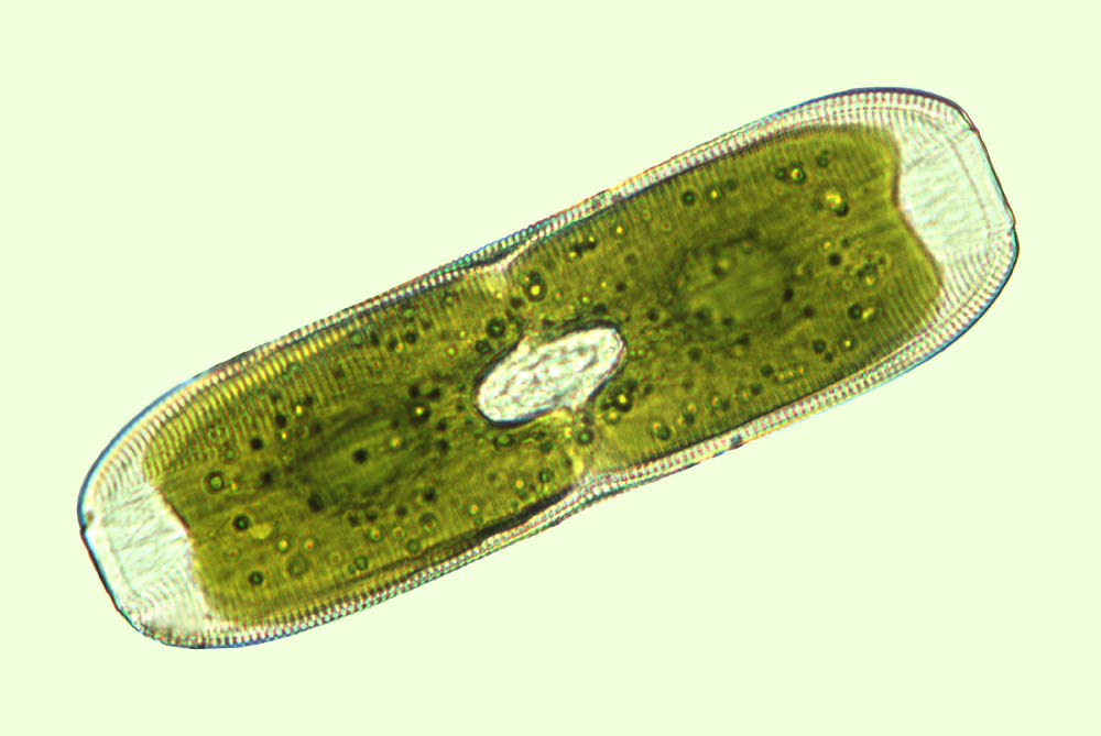 Scoliotropis latestriata