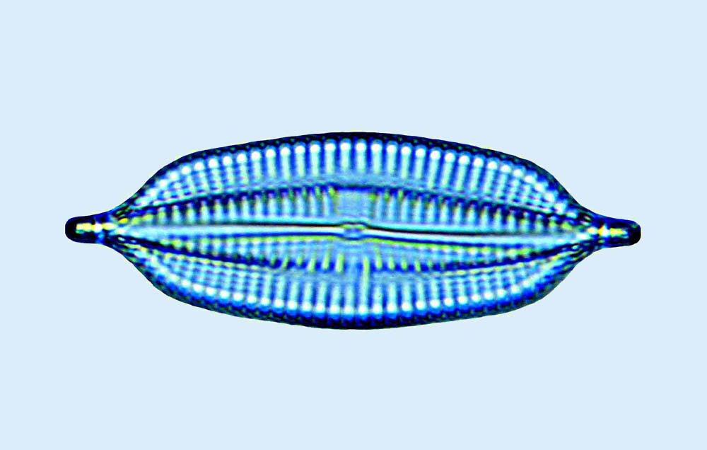Spec Sp.quatre